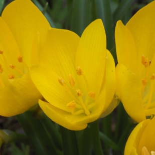 Sternbergia lutea